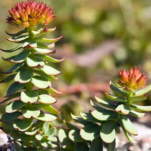 Rhodiola Rosea Powder Extract