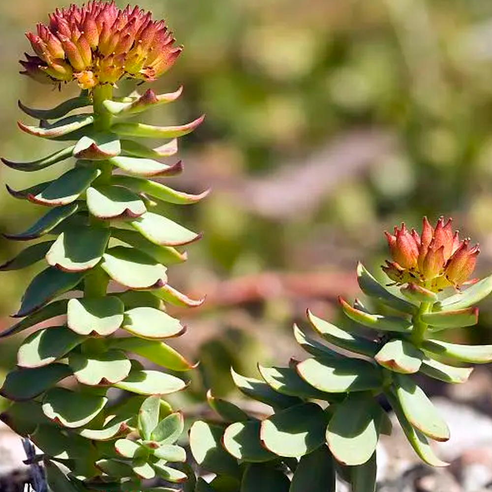 Rhodiola Rosea Powder Extract