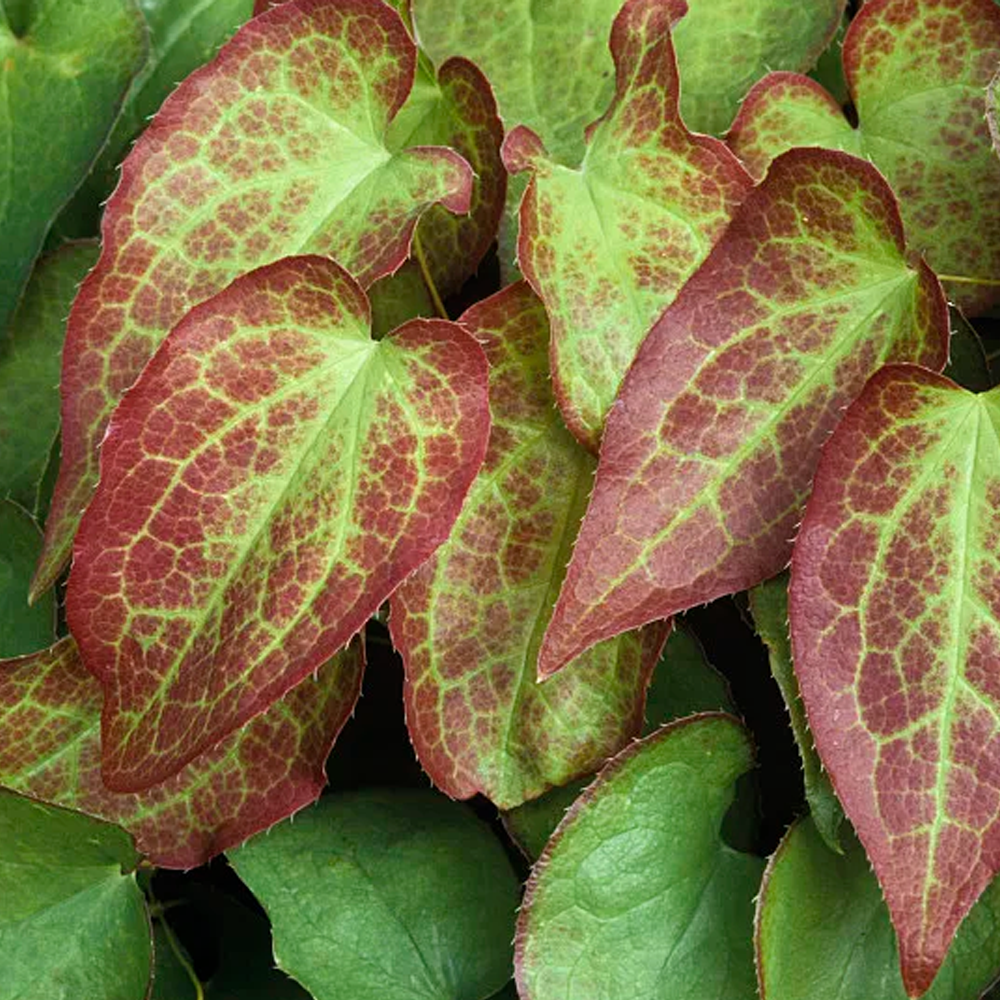 High quality Epimedium Extract Powder with standardized Icariin content for natural health supplements