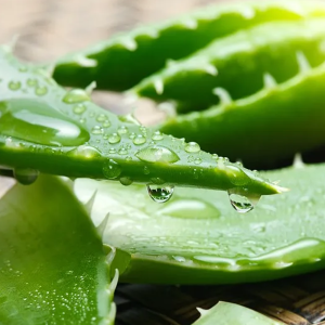 Aloe Freeze-dried Powder 200:1 - Premium Aloe Vera Extract