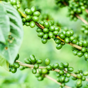 Green Life Herb green coffee bean