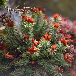 Rhodiola Rosea Extract