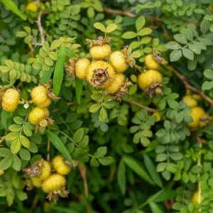 Rosa Roxburghii Rosea Extract VC.SOD