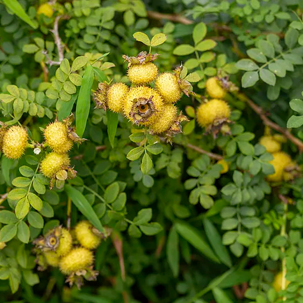 Rosa Roxburghii Rosea Extract VC.SOD