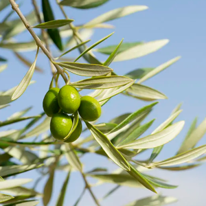 Olive Leaf Extract Hydroxyluol powder supplement