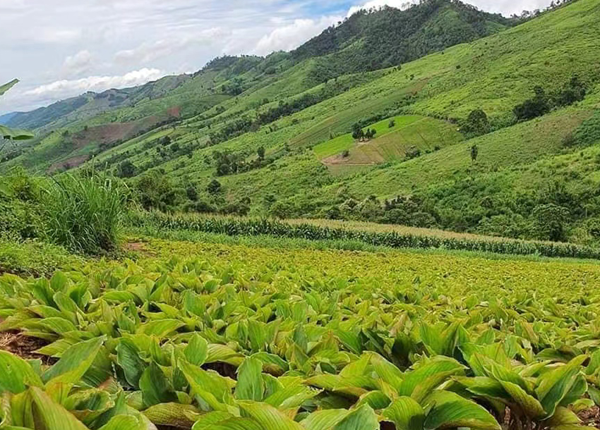 Green Life Herb Plant Extracts Green Life Herb black ginger