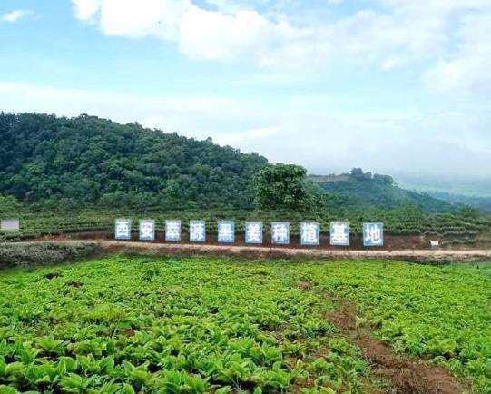 Green Life Herb black ginger extract Planting Base