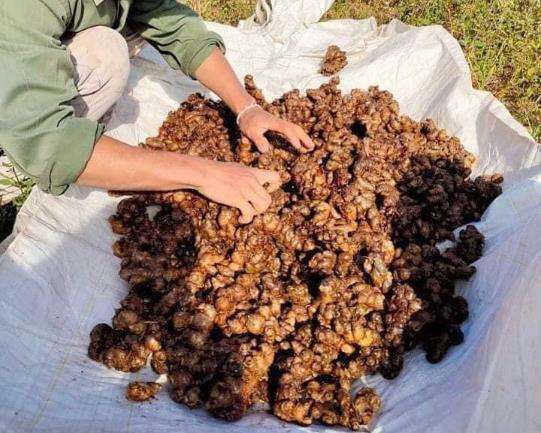 Green Life Herb black ginger extract Planting Base