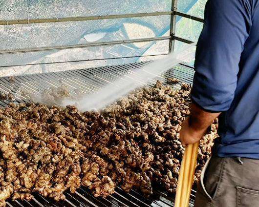 Green Life Herb black ginger extract Planting Base