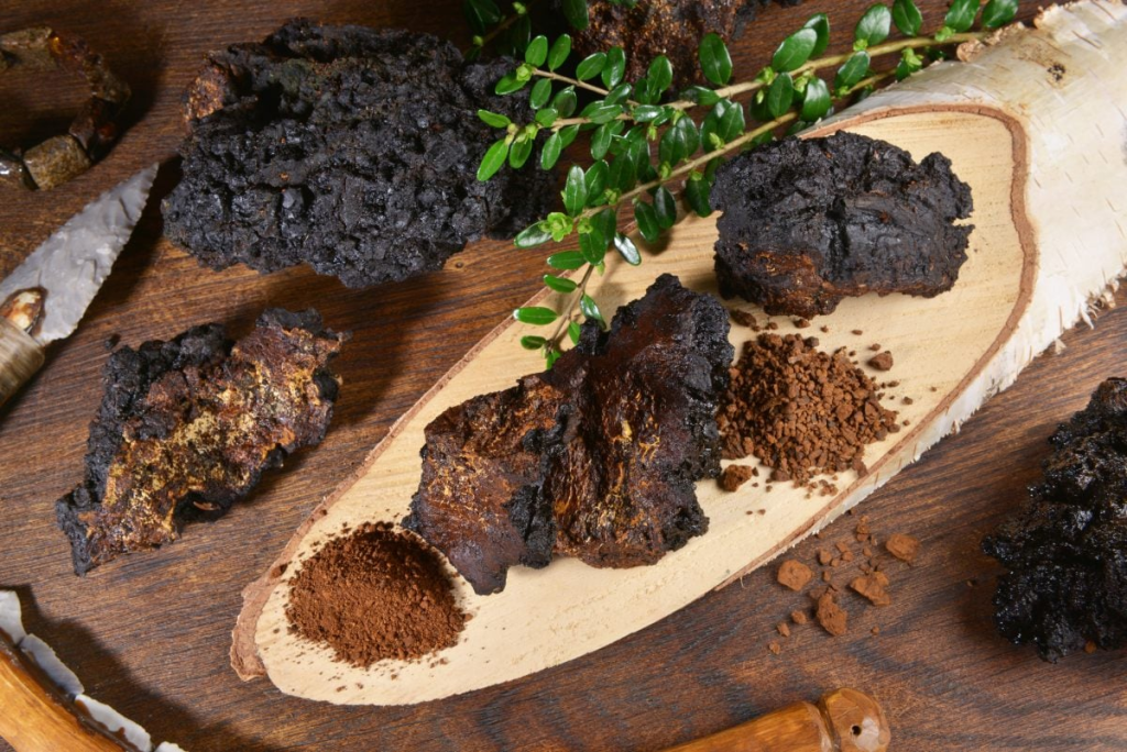 chaga