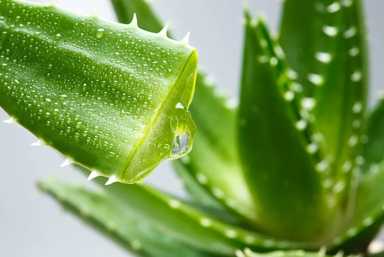 Aloe Extract