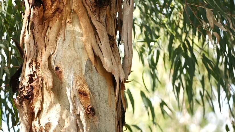 White Willow Bark Extract