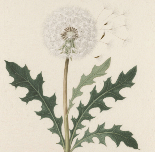 Dandelion Extract
