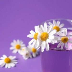 Chamomile Extract