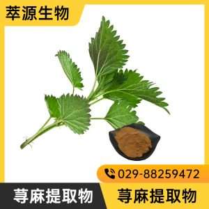Nettle Extract