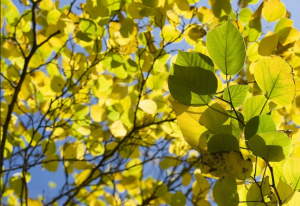 Birch Leaf Extract